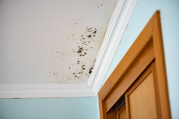 Best Black Mold Remediation in Lake Lifornia, CA