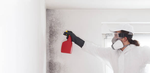 Best Commercial Mold Remediation in Lake Lifornia, CA