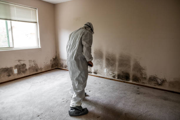 Best Post-Flood Mold Remediation in Lake Lifornia, CA