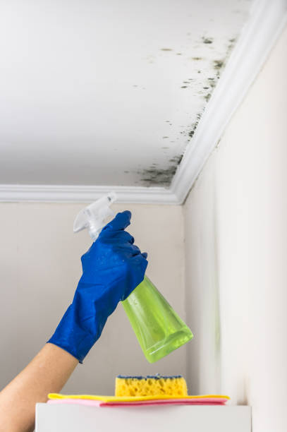 Best Mold Testing and Inspection Services in Lake Lifornia, CA